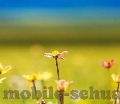 色情五月亚洲中文字幕-色情五月，亚洲中文字幕的迷思与现实